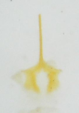 Réf. 171 809 : Lignyodes helvolus