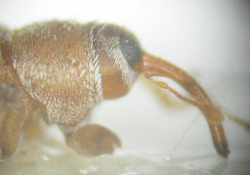 Réf. 171 810 : Lignyodes helvolus