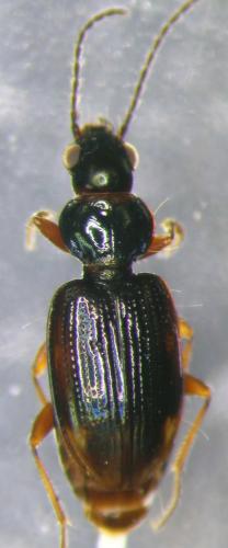 Bembidion iricolor