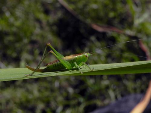 Réf. 171 967 : Conocephalus dorsalis