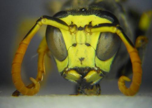 Polistes semenowi