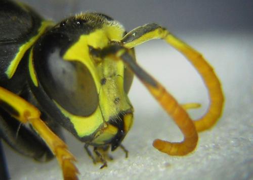 Polistes semenowi