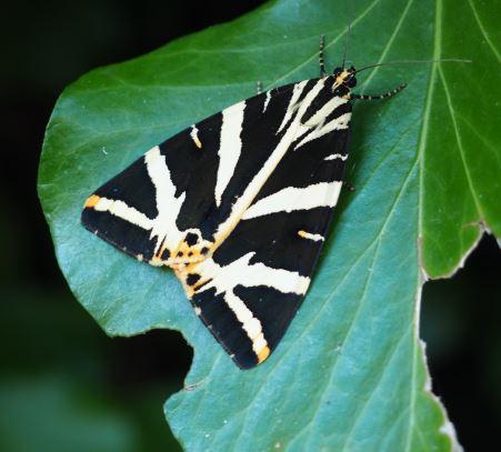 Euplagia quadripunctaria
