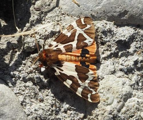 Arctia caja