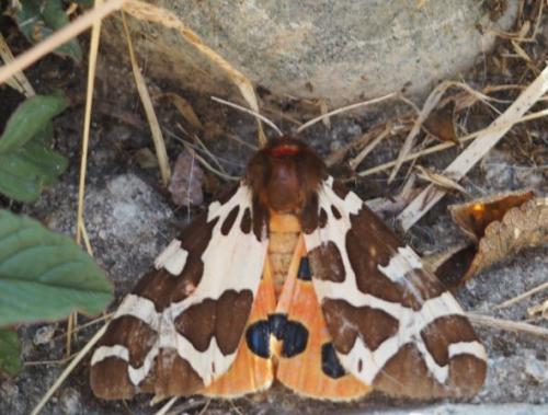 Arctia caja