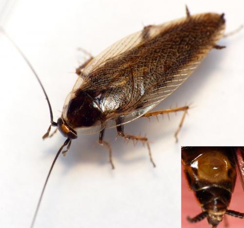 Ectobius sylvestris