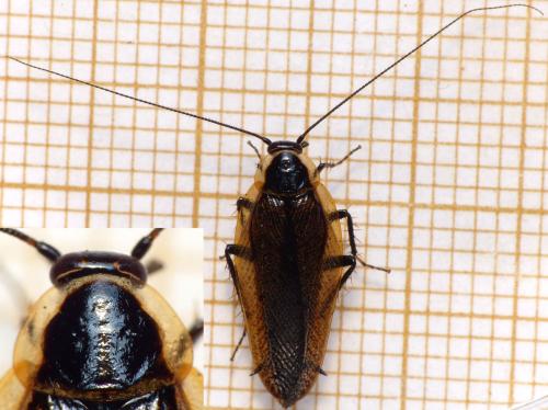 Ectobius sylvestris