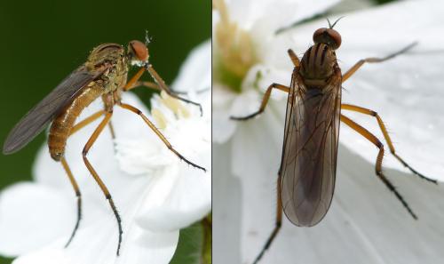 Empis livida