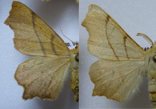 Ennomos sp.