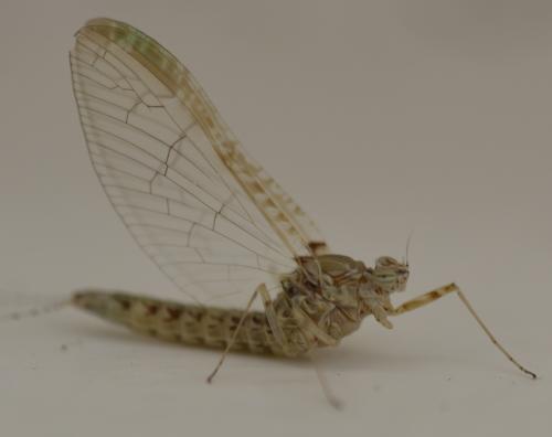 Réf. 171 566 : Cloeon dipterum