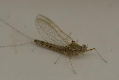 Réf. 171 567 : Cloeon dipterum
