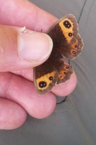 Erebia neoridas