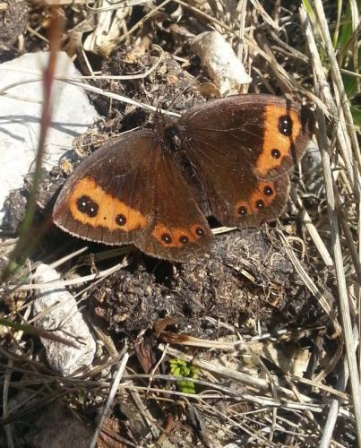 Erebia neoridas