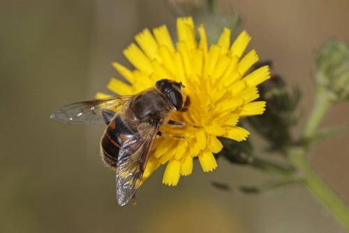 Eristalis tenax