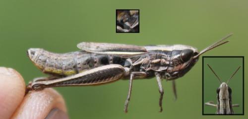 Euchorthippus declivus