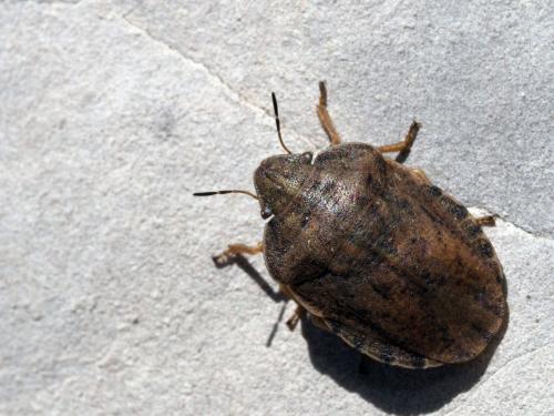 Eurygaster dilaticollis