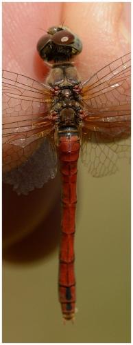 Sympetrum sanguineum
