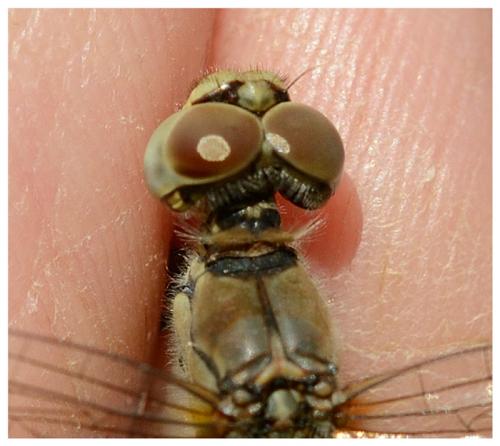 Sympetrum sanguineum