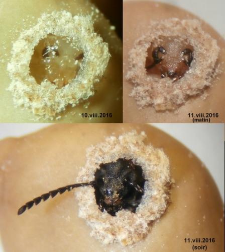 Bruchidius siliquastri
