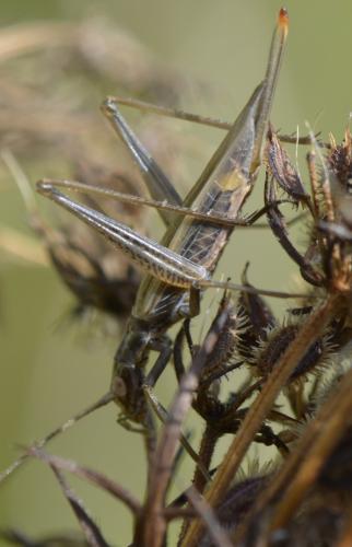 Réf. 171 992 : Oecanthus pellucens pellucens