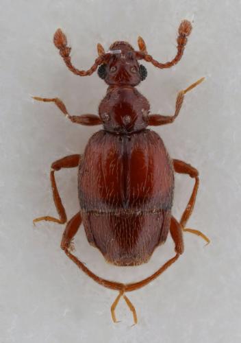 Brachygluta occidentalis