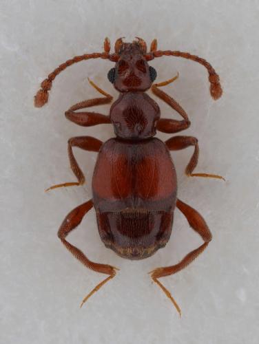 Brachygluta globulicollis