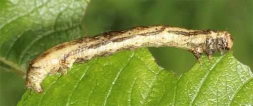 Ectropis crepuscularia