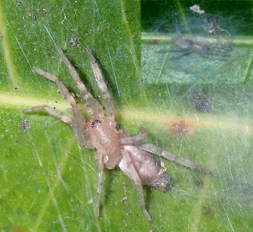 Micythus sp.