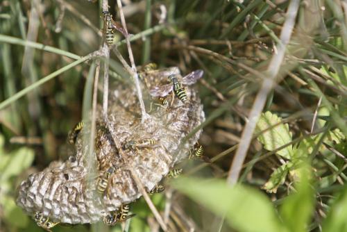 Polistes nimpha