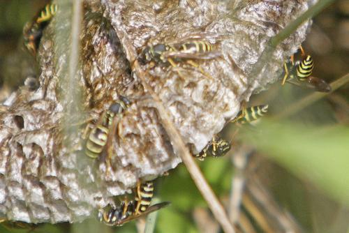 Polistes nimpha