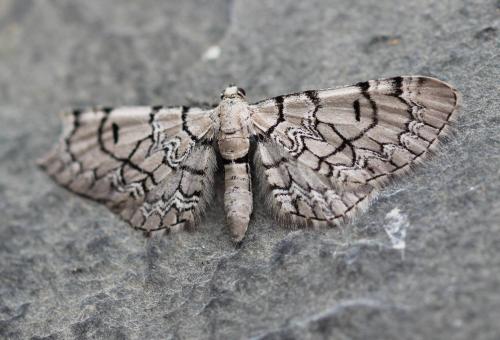 Réf. 171 160 : Eupithecia venosata