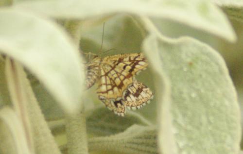 Chiasmia clathrata