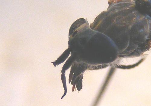 Haematopota sp.