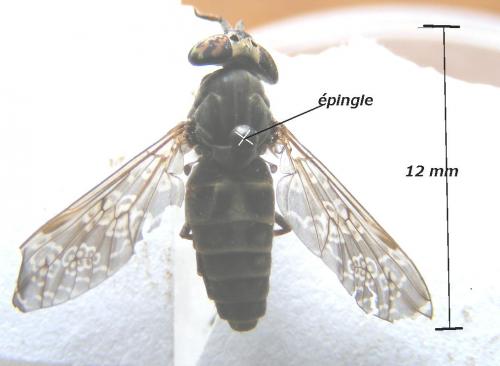 Haematopota sp.