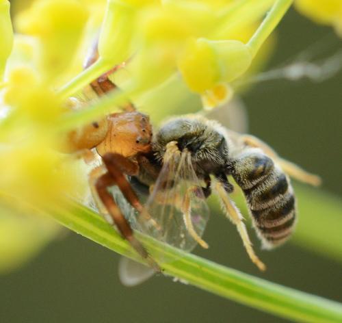 Seladonia subaurata
