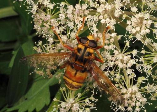 Réf. 171 392 : Milesia crabroniformis