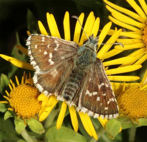 Pyrgus sp.