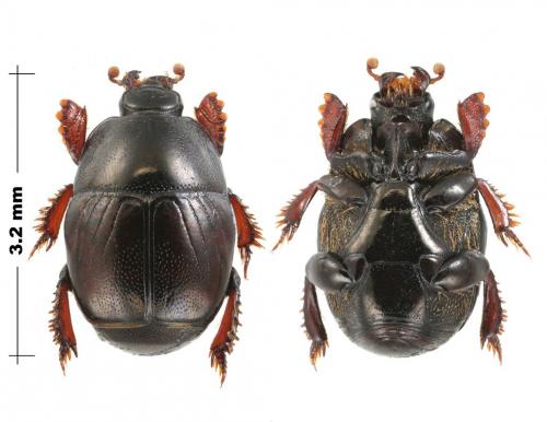 Hypocaccus crassipes