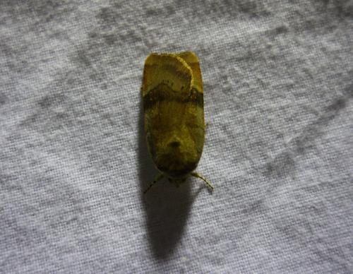 Noctua sp.