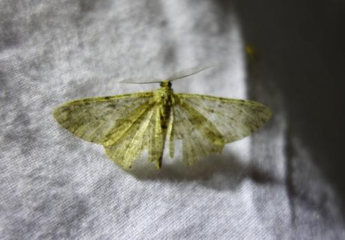 Réf. 171 813 : Peribatodes rhomboidaria