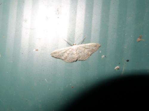 Idaea seriata