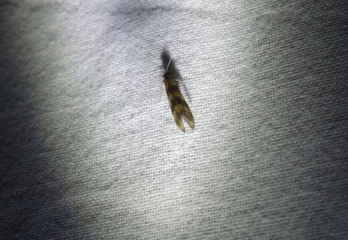 Mystacides longicornis