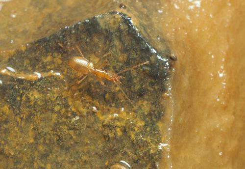 Aphaenops elegans