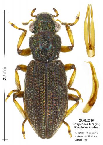 Hydrochus grandicollis