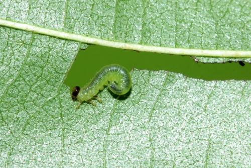 Réf. 171 641 : Hemichroa australis