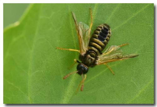 Abia nitens