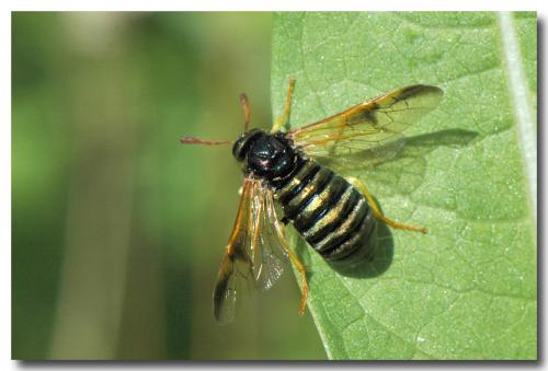 Abia nitens
