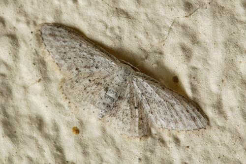 Idaea seriata