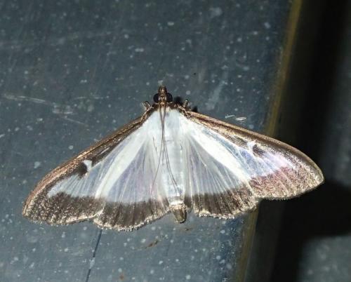 Réf. 171 289 : Cydalima perspectalis