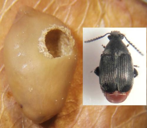 Bruchidius siliquastri
